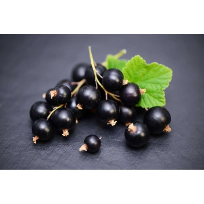 Black currant on dark background - YUKHNOVSKAYA 70