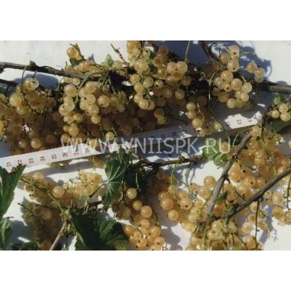 Кисти белой смородины сорта Уральская белая на ветвях