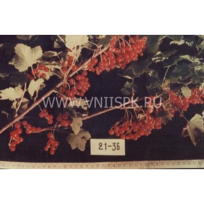 Куст смородины с ягодами и биркой 21-36 - Уральские Зори