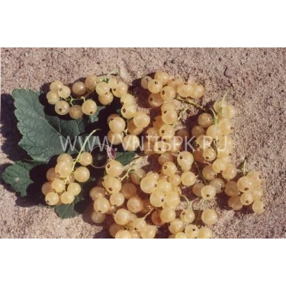 Смородина белая Ютерборгская на фоне земли - Ютерборгская (Weisse Yuterborger)