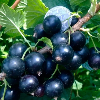 Black currant on a branch - Anniversary Copany