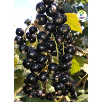 Black currant variety Anniversary Sheringovoy on a branch
