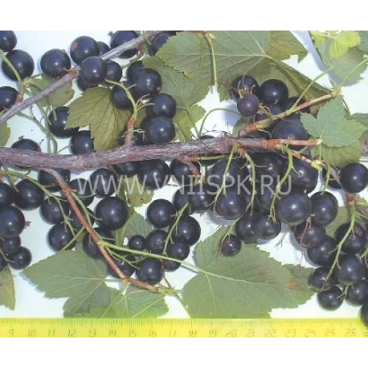 Черная смородина на ветке с линейкой для измерения размера - Валовая