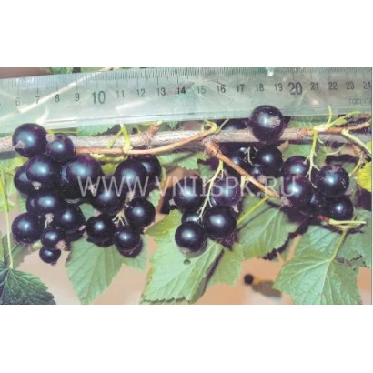 Черная смородина на ветке с листьями и линейкой для измерения - Василиса