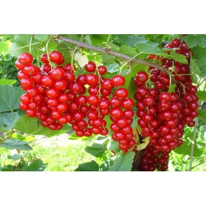 Clusters of red currant berries on plant branches - Vatra