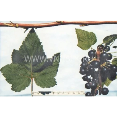 Иллюстрация листа и ягод смородины - Велой (Ленинградская сладкая)