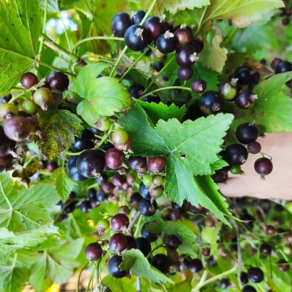 Кисти черной смородины на ветвях с листьями - ВЕРА