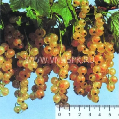 Кисти белой смородины на фоне зелени и линейки для масштаба - Версальская белая (Versailles Blanche)