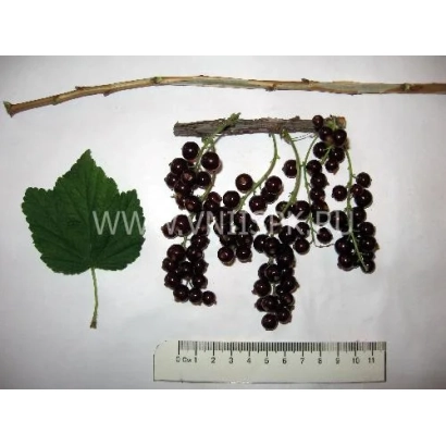 Black currant on a branch with a leaf and ruler - Viksne (Red Viksne, Cherry Viksne)