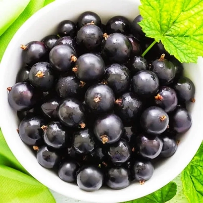 Black currants in a white bowl with green leaves - Vladimirskaya / Volodymyrska
