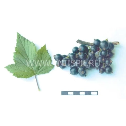 Чорна смородина на білому фоні з листом та кольоровою шкалою - Вологда