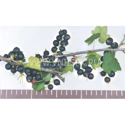 Blackcurrant branch with berries on white background - Voroninskaya
