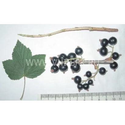 Чорна смородина на гілці з листком та лінійкою - Спогад