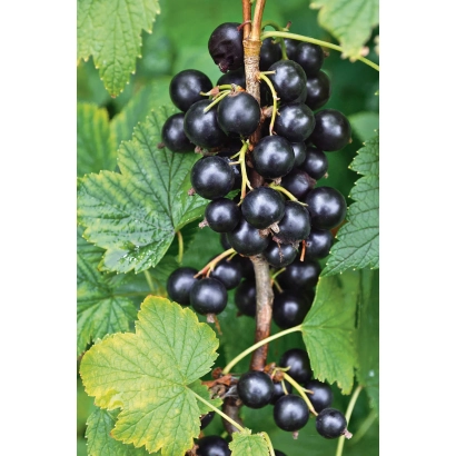 Чорна смородина на гілці з зеленими листками - Вимпел