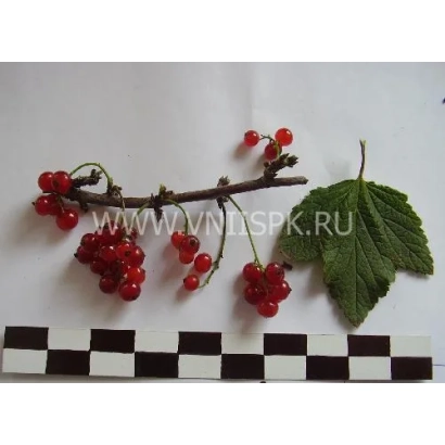 Ветка красной смородины на белом фоне с логотипом сайта - Заря Заполярья