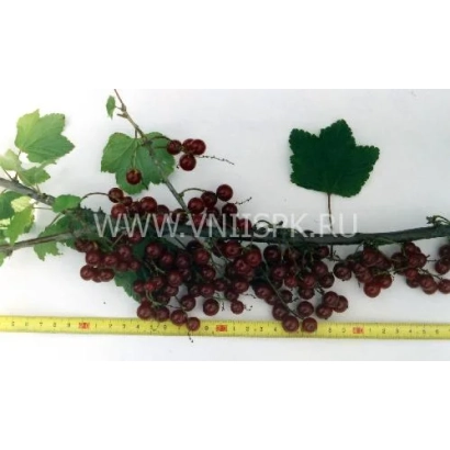 Черноплодная смородина на ветке с листьями и линейкой для измерения - Зеро