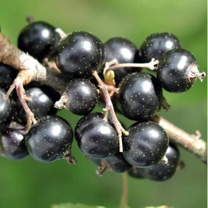 Black currant on a branch - Zorya Halitska