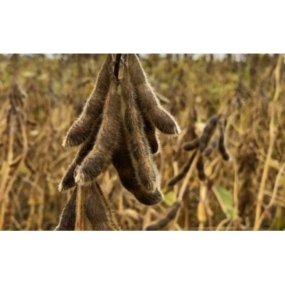 Созревшие соевые стручки на поле - Абелина