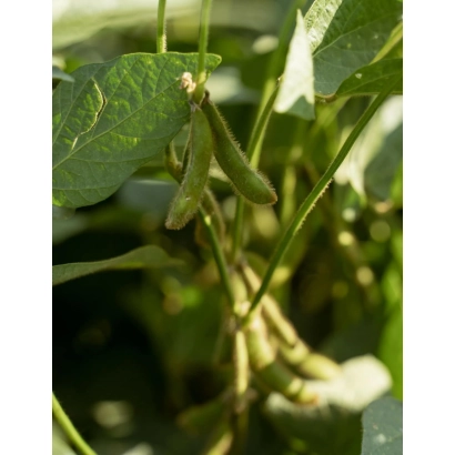 Соя на растении, зеленые стручки и листья - Акардия