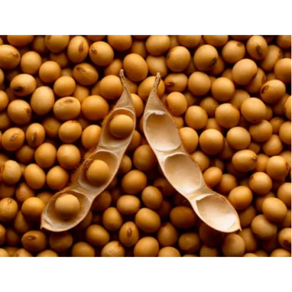 Соя в стручках на фоне зерен сои - Адамос