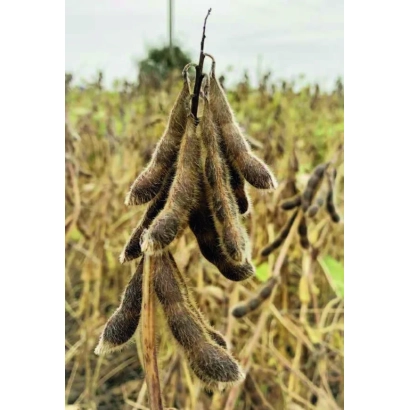 Соя на поле - АДЕЛЬФИА