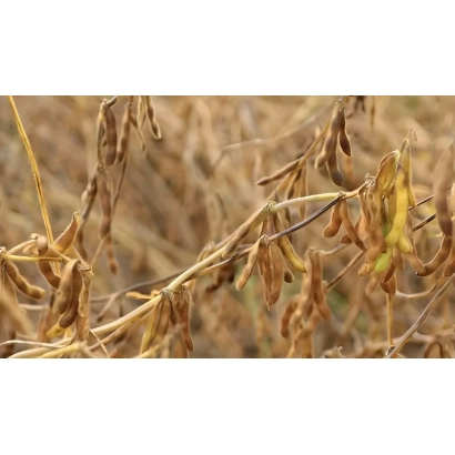 Сухие стебли сои на поле - Адсой