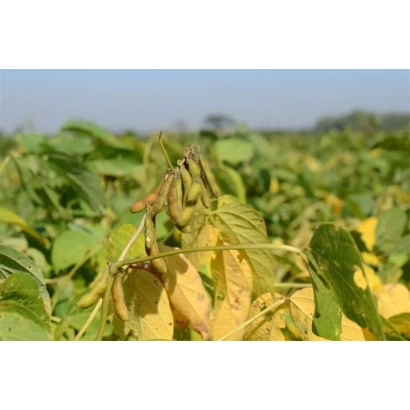 Soybean field with yellowing leaves - AFK Sprint