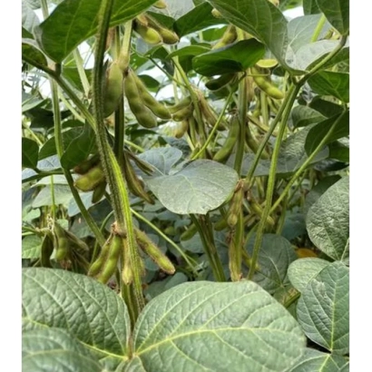 Соя на рослині, зелені стручки та листя - Агат