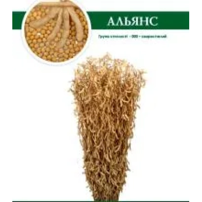 Соя сорту Альянс на білому фоні