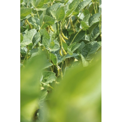 Поле сои с зелеными листьями и стручками - АЛЬБЕНГА