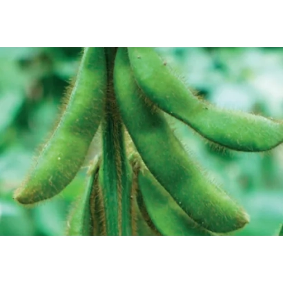 Green soybean pods on a stem - Aligator