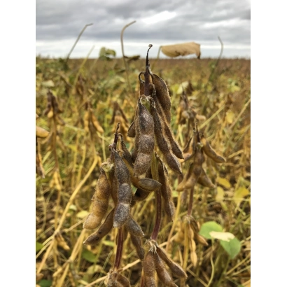 Сухие соевые стручки на поле - Альвеста