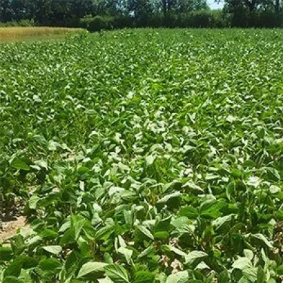 Поле сои на фоне деревьев - Амбелла