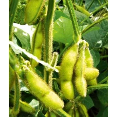 Зеленые стручки сои на растении - Анжелика
