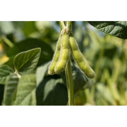 Соя на растении - Барс