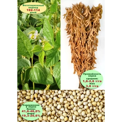 Соя БЕЛГОРОДСКАЯ 8 на фоне растений и семян
