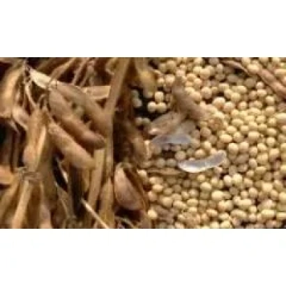 Соя в стручках та зерна - Берегиня