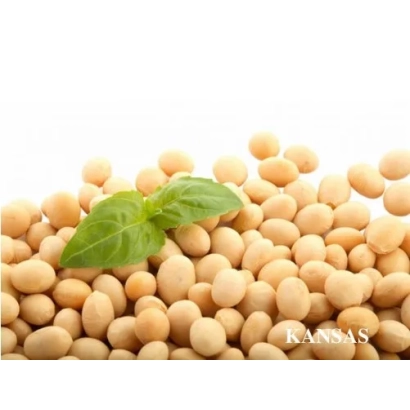 Soybeans variety KANSAS on white background - Berkana