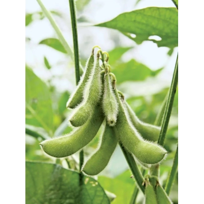 Зеленые стручки сои на растении - Богемианс