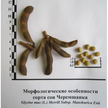 Морфологічні особливості сорту сої Черемшанка