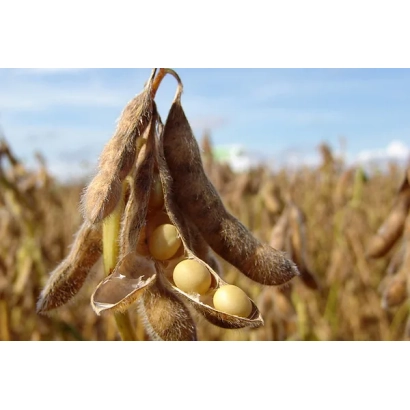 Soybeans in field with open pods and seeds - Chernyatka