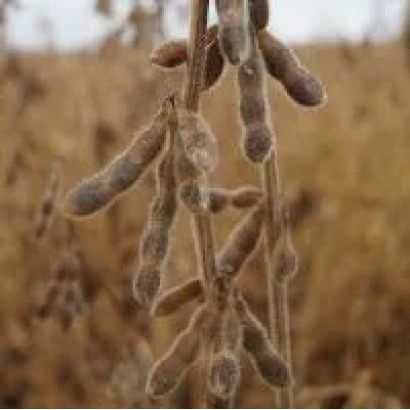 Соя на поле - КЯКИ