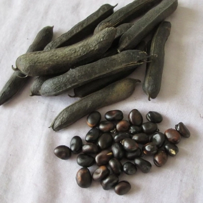 Чернобурые бобы и стручки на белой ткани - Чорнобурая / Чорнобура