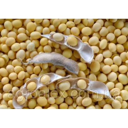 Соя в стручках на фоне зерен сои - Данко