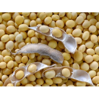 Соя в стручках и зернах - Донька
