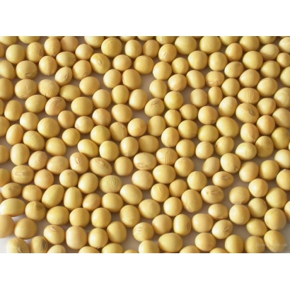 Soybeans Emperor