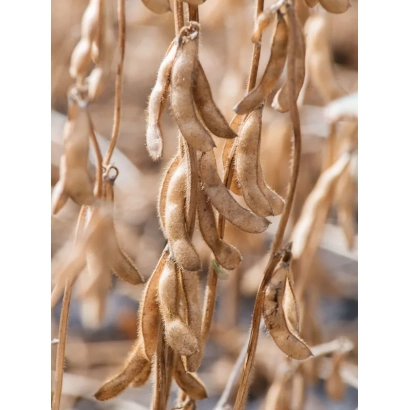 Сухие соевые стручки на ветвях - ЭН АРГУМЕНТ