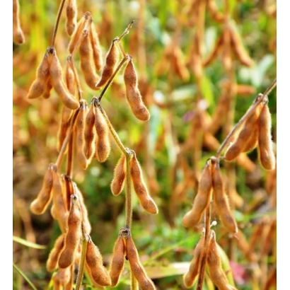 Соя на поле, зрелые стручки - ЕС АДВАЙЗЕР