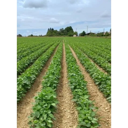 Soybean field in rows under cloudy sky - ES Competitor