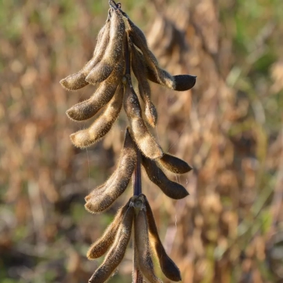 Соя на стебле в поле - ЕС КОМПОЗИТОР